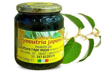 Miele di Reynoutria Japonica NOVITA!